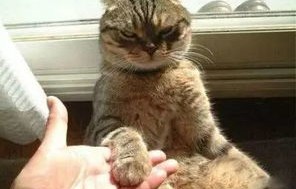 短剧我的女友居然是猫——跨越物种的爱情与80集的奇幻旅程