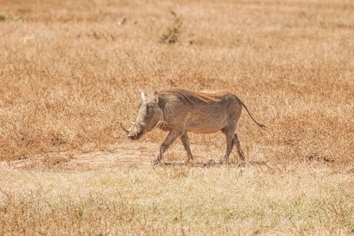 上海野猪攻击人事件，虚惊一场的真相揭秘