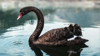 美国大选黑天鹅事件，松鼠门的背后与影响