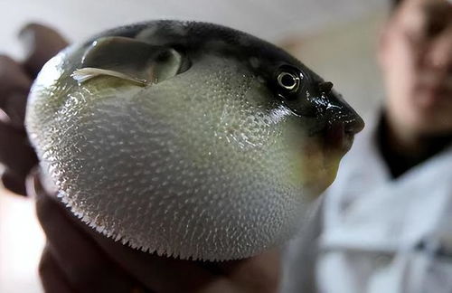 商家积极回应，女子疑似河豚中毒事件调查始末