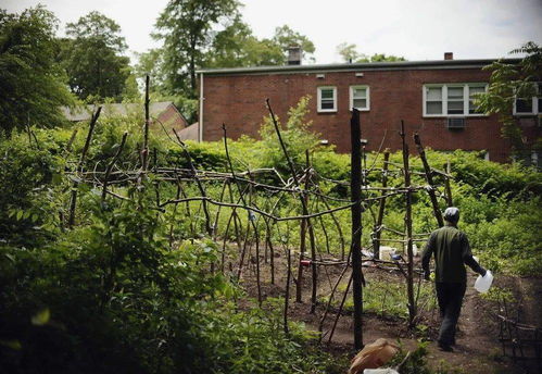 荒地变菜园,法国荒地被中国人开垦的奇迹 荒地变菜园,法国荒地被中国人开垦的奇迹