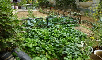 共享菜园经营主，百余块土地年年爆满的秘诀