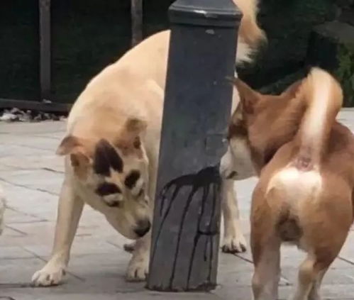 小伙偶遇两年前投喂的流浪狗，深情重逢的温暖瞬间