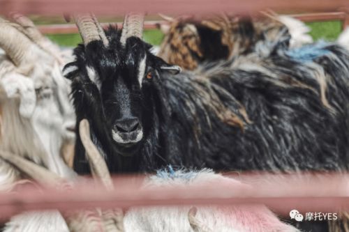 新疆琼库什台村老虎传闻的真相 新疆琼库什台村老虎传闻的真相