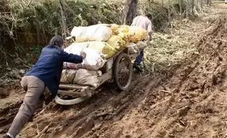 坚韧不拔的生命力,男子患病躺板车30年,靠养鹅养活自己 坚韧不拔的生命力,男子患病躺板车30年,靠养鹅养活自己