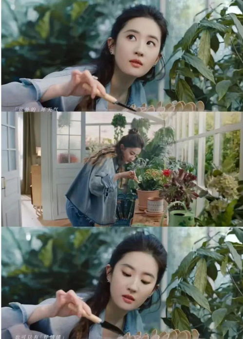 刘亦菲的浪漫之旅，冰封黄玫瑰的神秘魅力