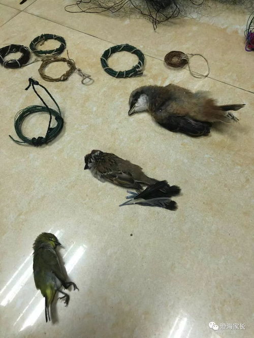 男子撞死二级保护动物，被判赔1.5万元，生态保护的法律与责任