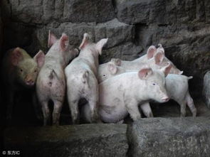 年会惊喜,抽中一头300斤的活猪 年会惊喜,抽中一头300斤的活猪