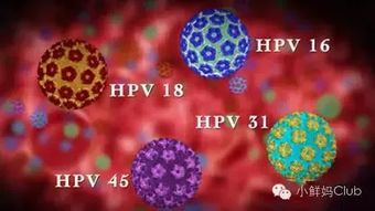 多数人感染HPV后两年内可自愈，了解HPV与人体免疫力的关系