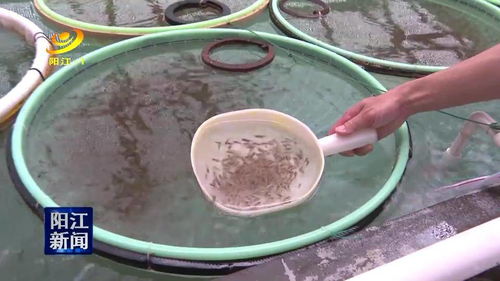 90后河南女孩引领丝瓜络热销海外