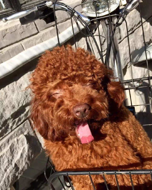 女孩串门遭遇猛犬狂追的惊险经历 女孩串门遭遇猛犬狂追的惊险经历