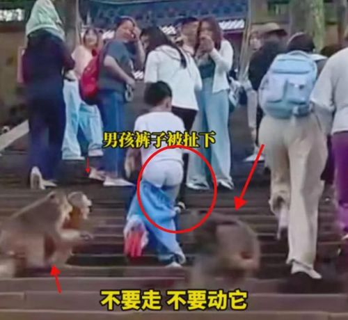 挺秃然的，男子爬山遭遇猴子骑脖摘假发事件纪实