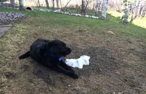 寒冬中的悲剧，数百只狗受冻流血，被残忍装入鸡笼塞满卡车