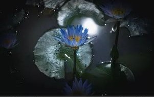 短剧我真不是养龙人——晓芸的奇幻之旅