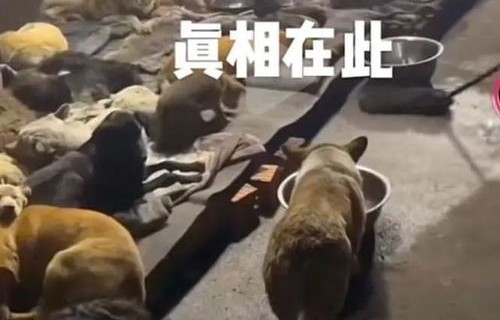 千万粉丝网红遭遇虐狗风波，停播背后的真相与反思