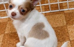 短剧犬父虎子的深度解析，81集的精彩世界