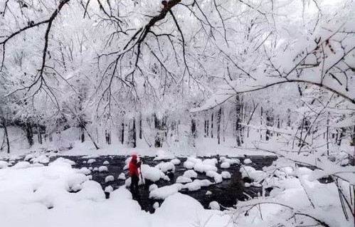 北京飘雪了——冬日的浪漫与诗意