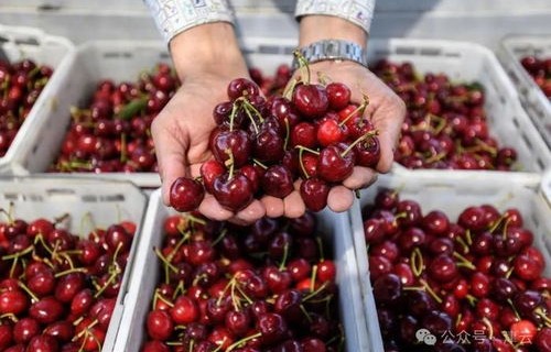 900多吨智利车厘子抵达,全球果品盛宴的甜蜜启幕