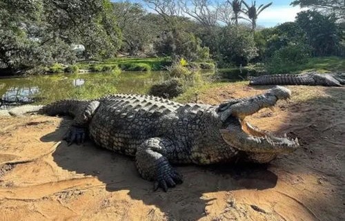 百岁鳄鱼在澳大利亚的离世，一段自然界的哀歌