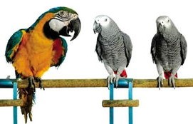 鹦鹉开笼拆家记