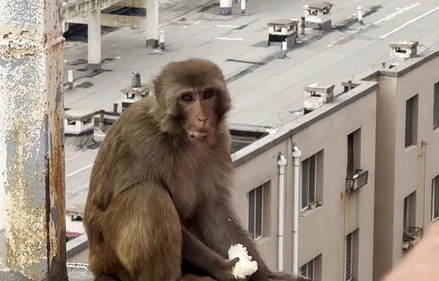 女子救下猕猴养半年,官方称涉嫌违法