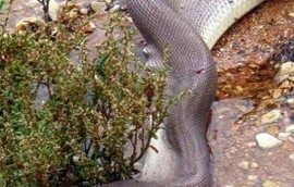 女生长期把电脑放腿上办公，竟长出蟒蛇纹？