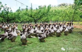 女硕士回乡养鹅,年入2000万,乡村创业的奇迹