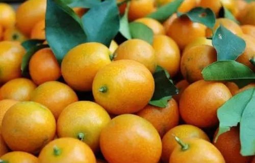 吃金桔能治咳嗽？揭秘真相