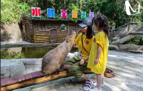 动物园回应，水豚遭遇猩猩欺负虐待事件揭秘