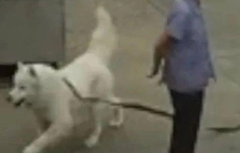 悲剧的背后，主人未牵狗绳导致路人意外身亡