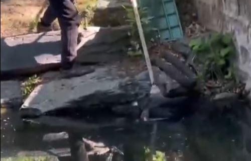 圆明园黑天鹅相继离世，原因与反思