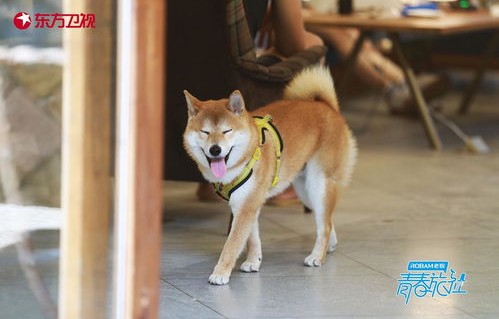 萌宠夫人的诱惑，一部95集短剧的魅力之旅