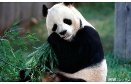 国宝大熊猫遭虐待事件揭秘，造谣者被罚，正义终得伸张