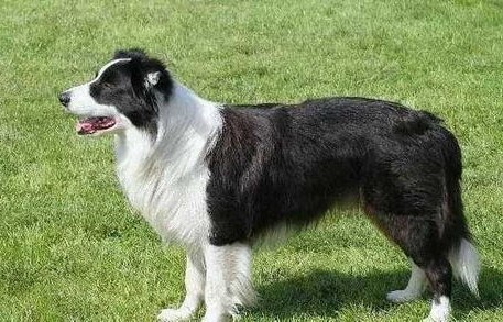 边牧走失奇遇记，自寻派出所报案的智慧之旅