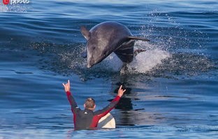 日本男子遭遇性受挫海豚的意外袭击