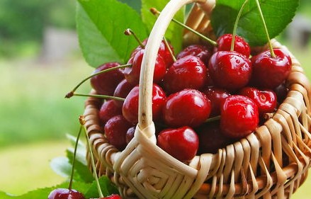 车厘子价格大跌，每斤仅需15元——消费者迎来甜蜜的实惠