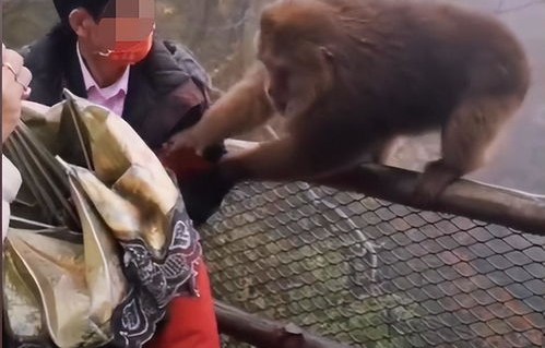 挺秃然！男子爬山遭遇猴子骑脖摘假发事件纪实