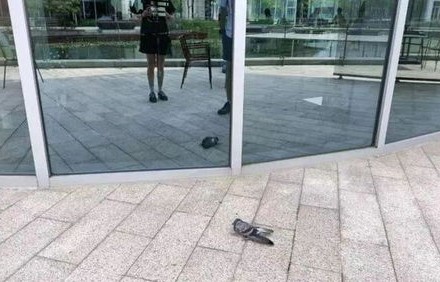 北京一玻璃幕墙鸟撞碎裂事件，城市生态与建筑安全的思考