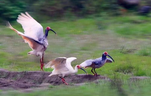 时隔八年，日本归还16只朱鹮——中日珍稀动物保护合作的新篇章