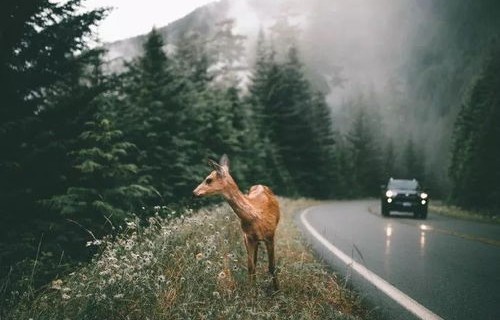 深度解析短剧林深不见鹿（长篇）