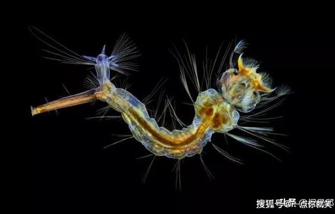 飞马手机，科技与艺术的完美融合