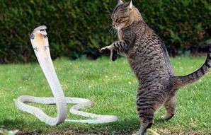 短剧奇遇，我变成猫后被死对头宠上天——86集的奇幻之旅