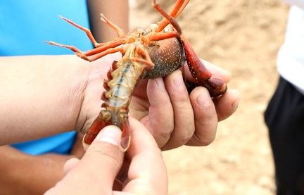 蓝魔虾(蓝魔虾怎么养)