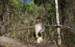 挺秃然的，男子爬山遭遇猴子骑脖摘假发事件纪实