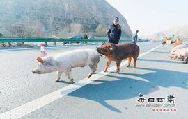 年猪狂奔记，男子与失控猪只的惊险旅程