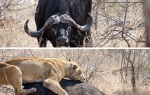 中国坐骑机器狗震撼亮相，韩国网友惊呼不可思议