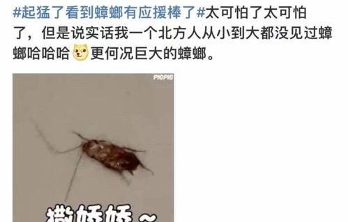 广东蟑螂已进化？疾控部门权威回应