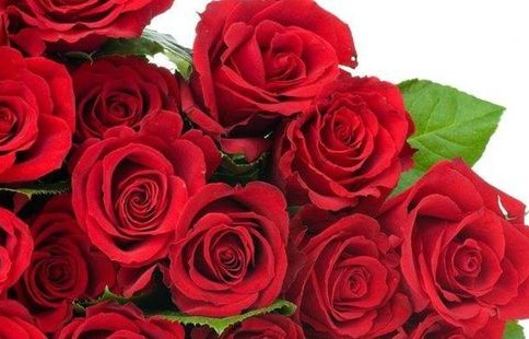 短剧白色玫瑰的魅力之旅