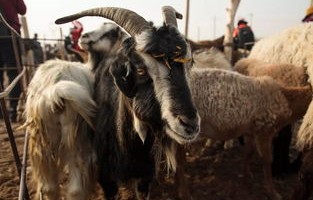 三只羊复播，自营品独领风骚