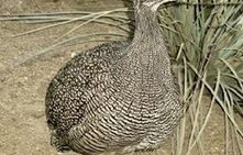 哀牢山惊现珍稀鸟类，全球仅千只的神秘之鸟